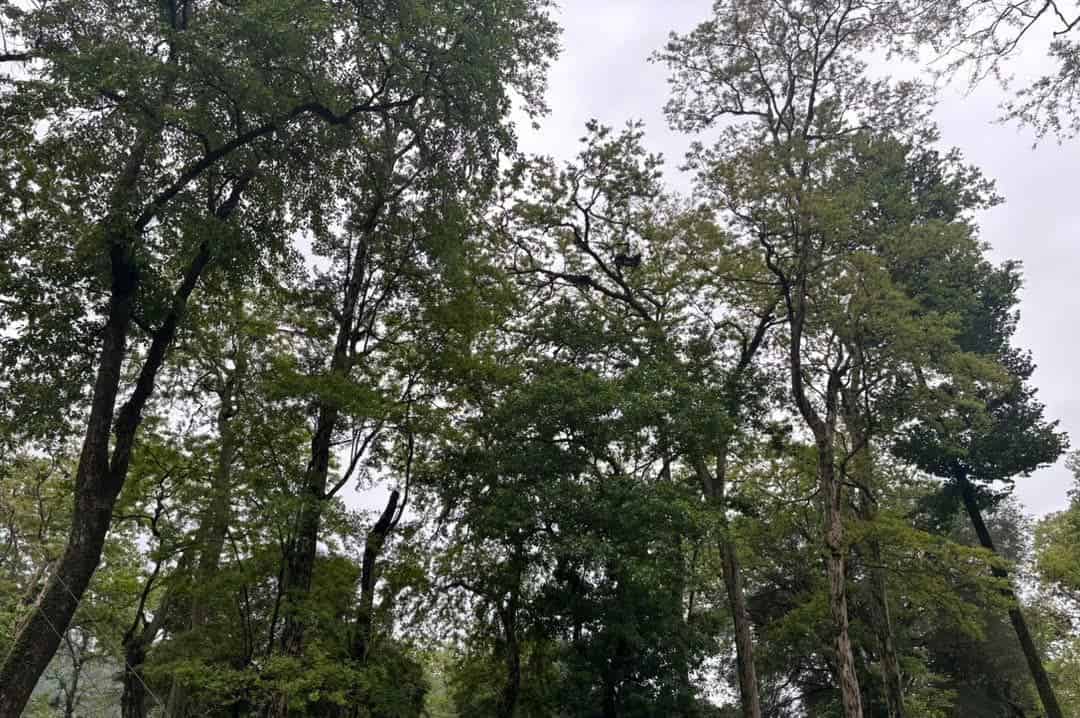 Bhutan's Forest Carbon Credits on the Horizon