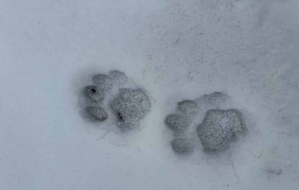 Empowering Coexistence: Snow Leopard Women's Group