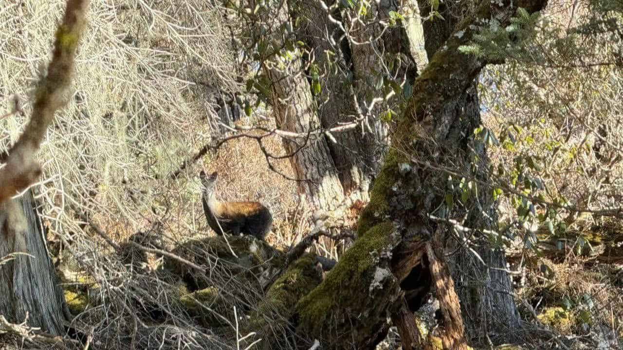 Musk Deer Survey in Bhutan: A Conservation Milestone