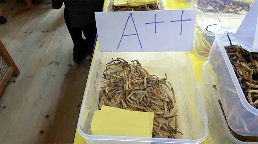 Bumthang Cordyceps Auction Faces Low Bid Challenges