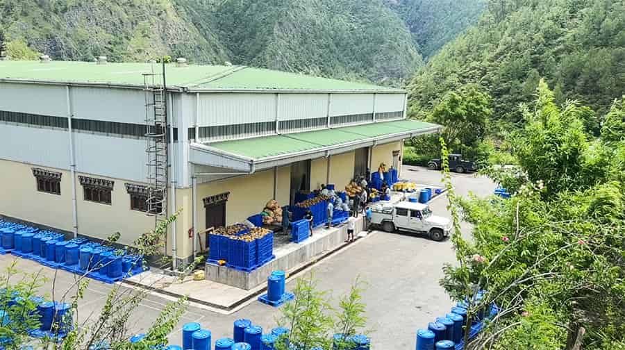 Fruit Farming Boom in Monggar