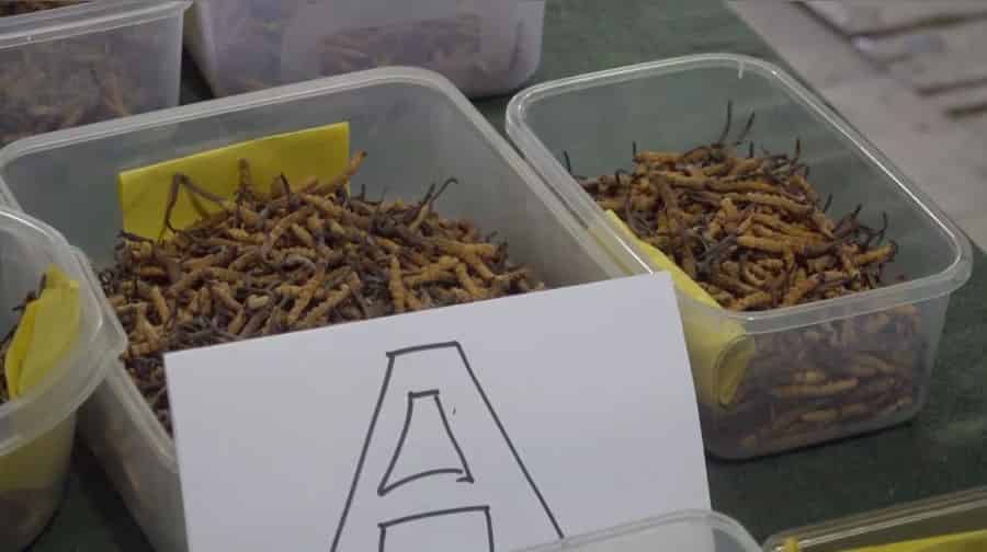 Cordyceps Collectors Reject Auction Prices