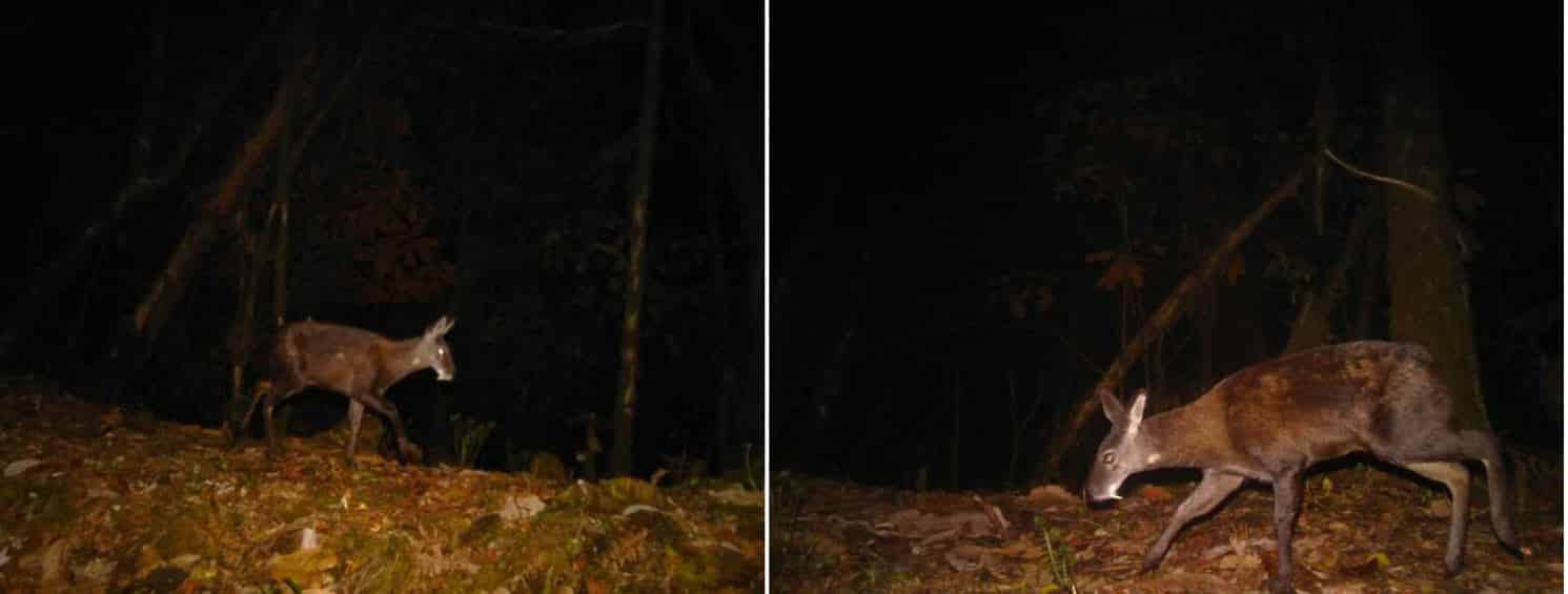 Tsirang's Historic Discovery: First Photos of Himalayan Musk Deer