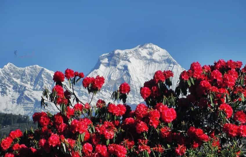 Rhododendron Festival: A Royal Celebration
