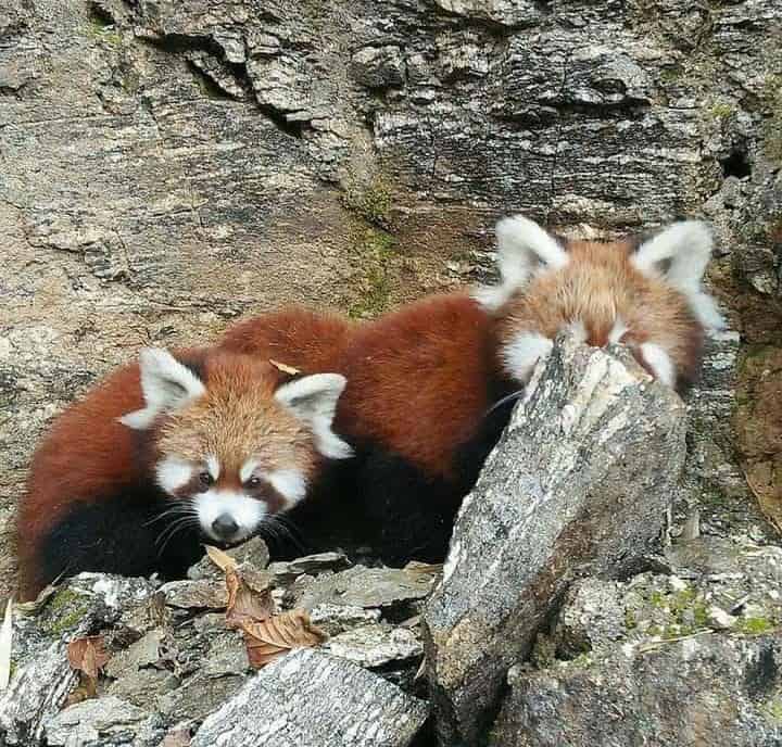 Tergola Red Panda Trail: Bhutan's Community-Led Wildlife Tourism Model