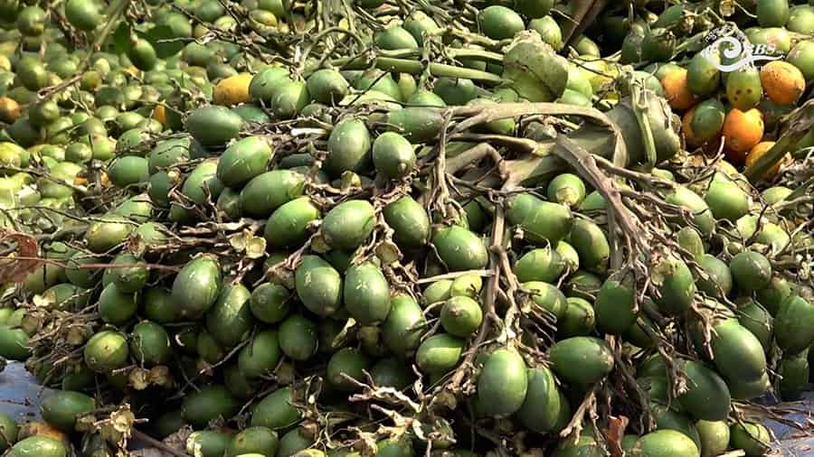 Doma Prices Drop, Exporters Voice Concerns