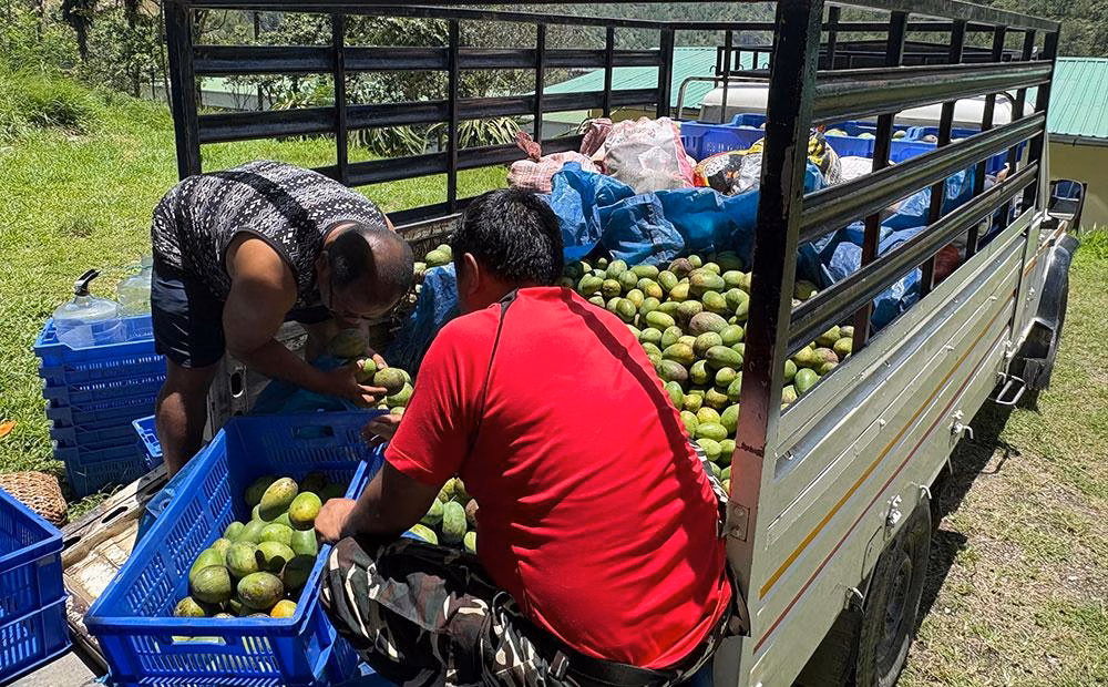 Local Fruit Farmers Battle Market Access Crisis