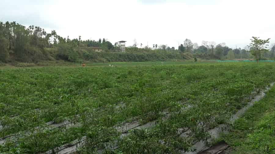 Chilli Trade Boosts Norbugang Farmers' Prosperity