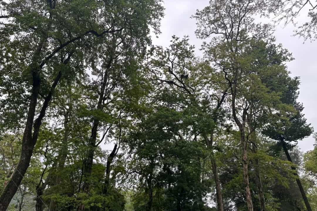 Bhutan's Forest Carbon Credits on the Horizon