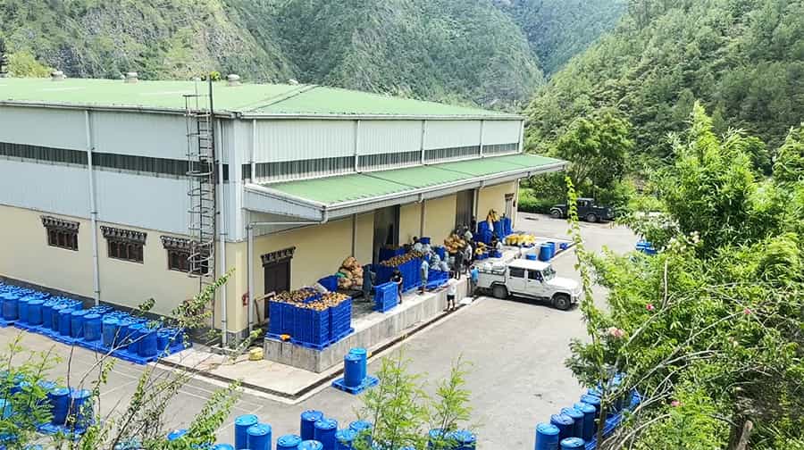 Fruit Farming Boom in Monggar