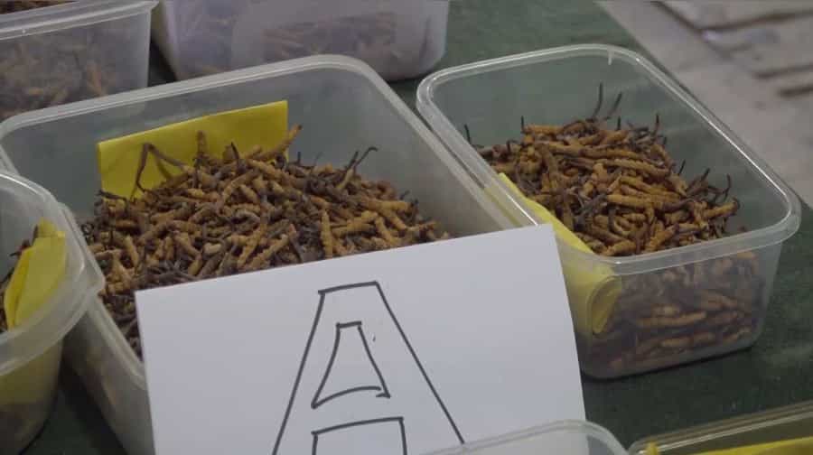 Cordyceps Collectors Reject Auction Prices