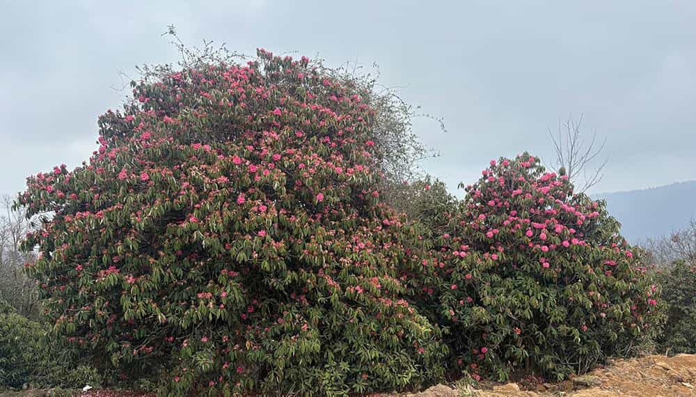 Rhododendron Bloom Shifts in Merak & Sakteng