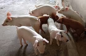 Support Measures for Pig Farmers Announced