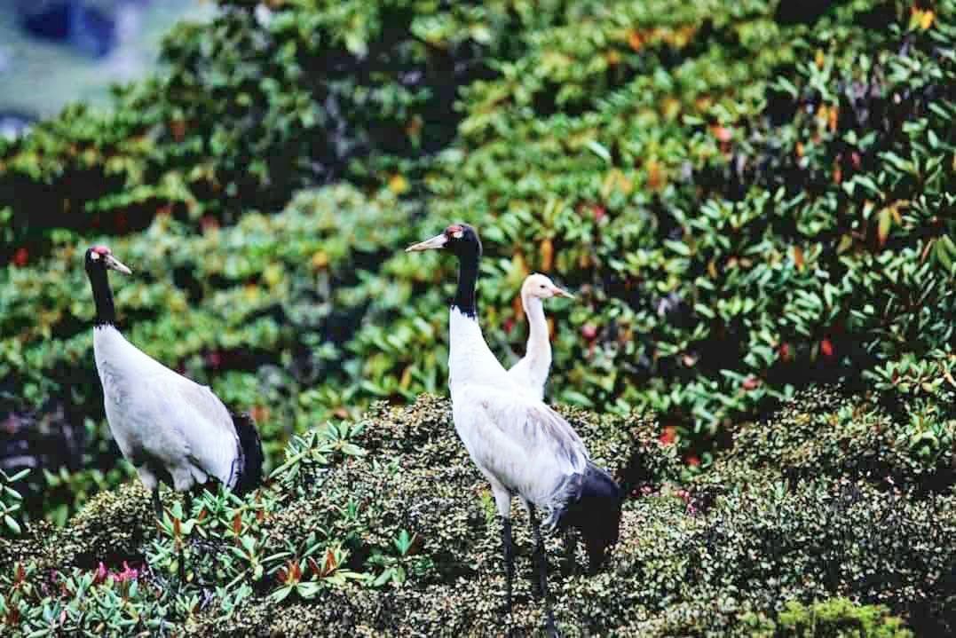 Haa Wetlands: New Breeding Haven for Cranes