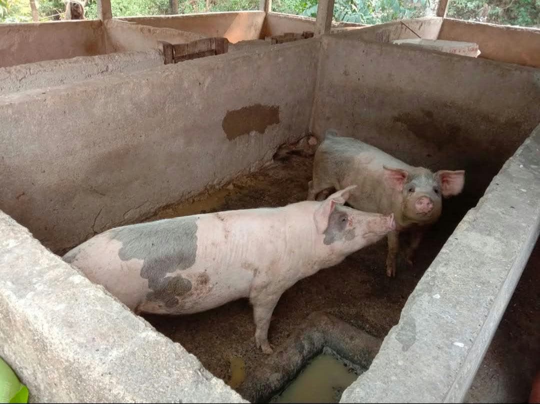 Illegal Imports Threaten Bhutan's Pork Industry
