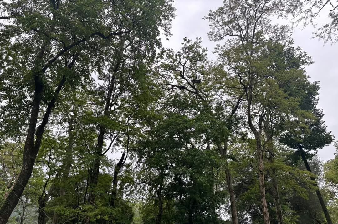Bhutan's Forest Carbon Credits on the Horizon
