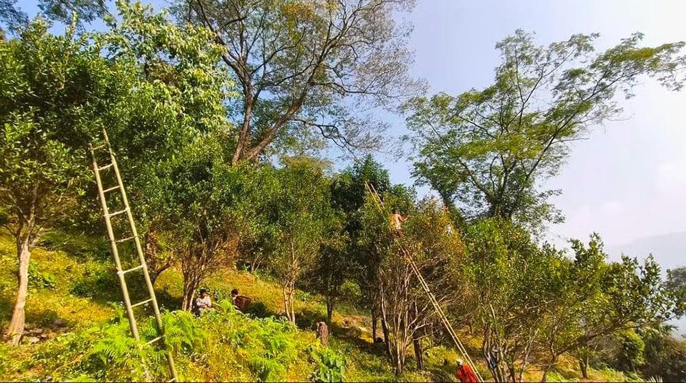 Bhutan's Agrifood Sector Poised for Transformation