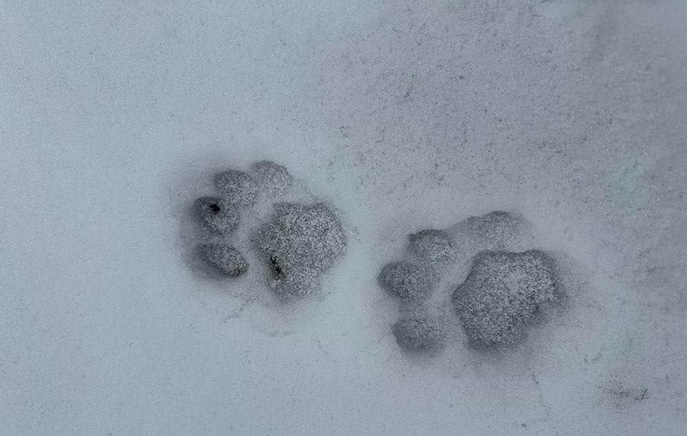 Empowering Coexistence: Snow Leopard Women's Group