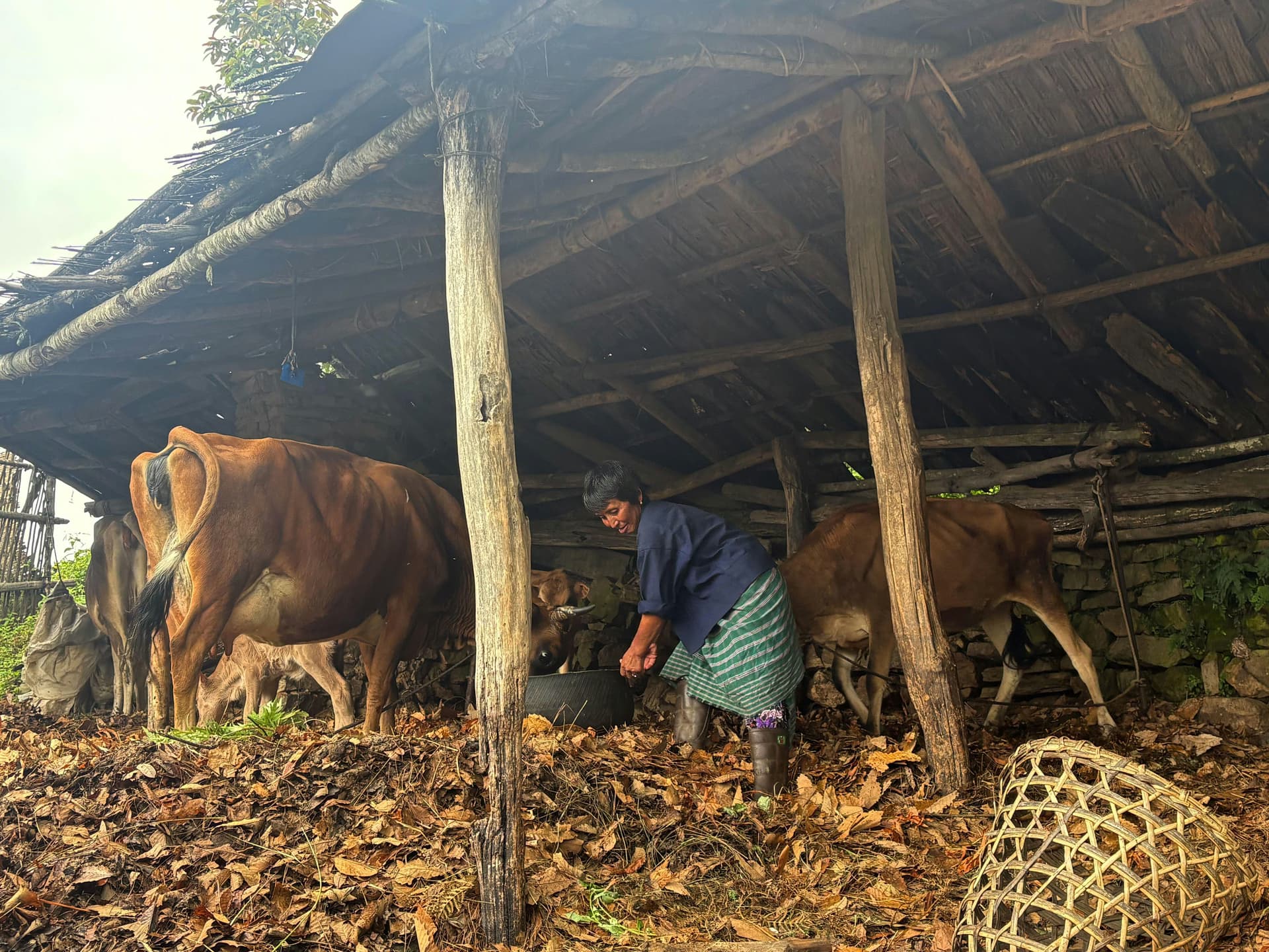 Biogas Innovation Reduces LPG Use in Chhaling Gewog