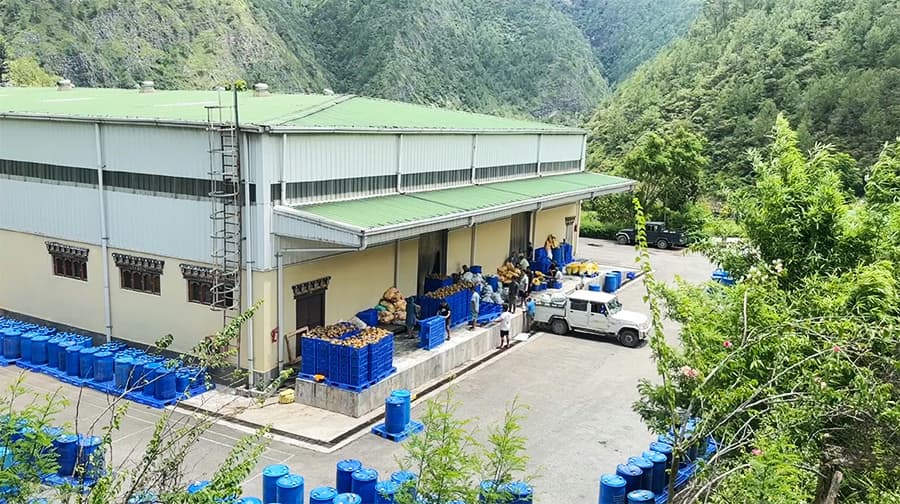 Fruit Farming Boom in Monggar