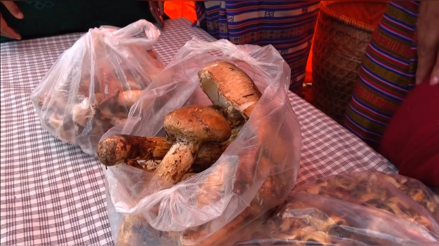 Matsutake Decline: Ura's Fight to Save Its Forest Treasure
