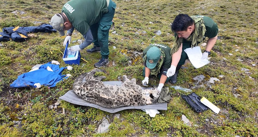 GPS Collar Tracks Snow Leopard in Nubri