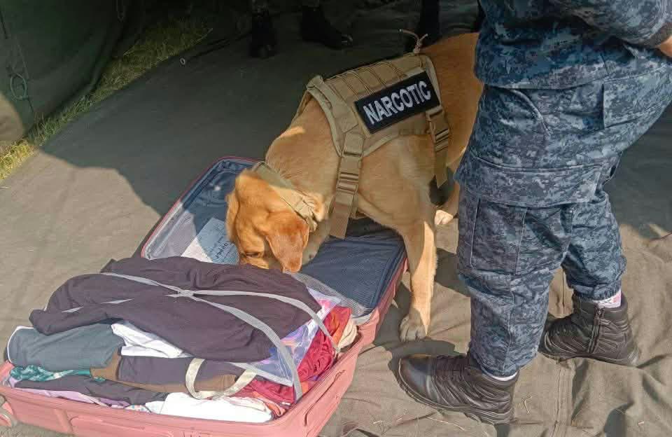 Police Dogs: Heroes in Crime Detection