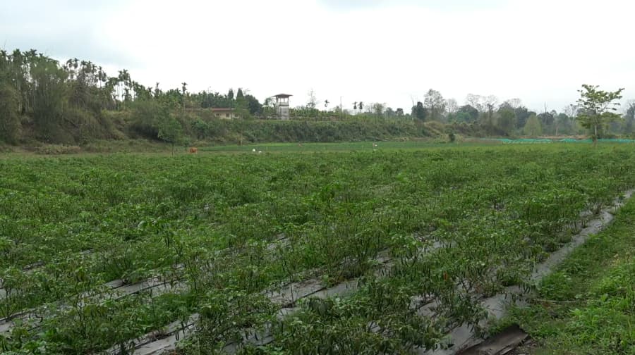 Chilli Trade Boosts Norbugang Farmers' Prosperity