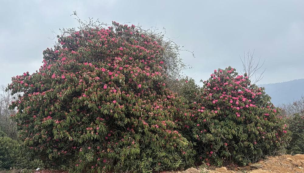 Rhododendron Bloom Shifts in Merak & Sakteng