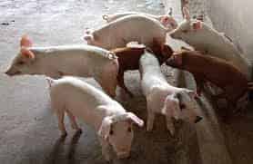 Support Measures for Pig Farmers Announced