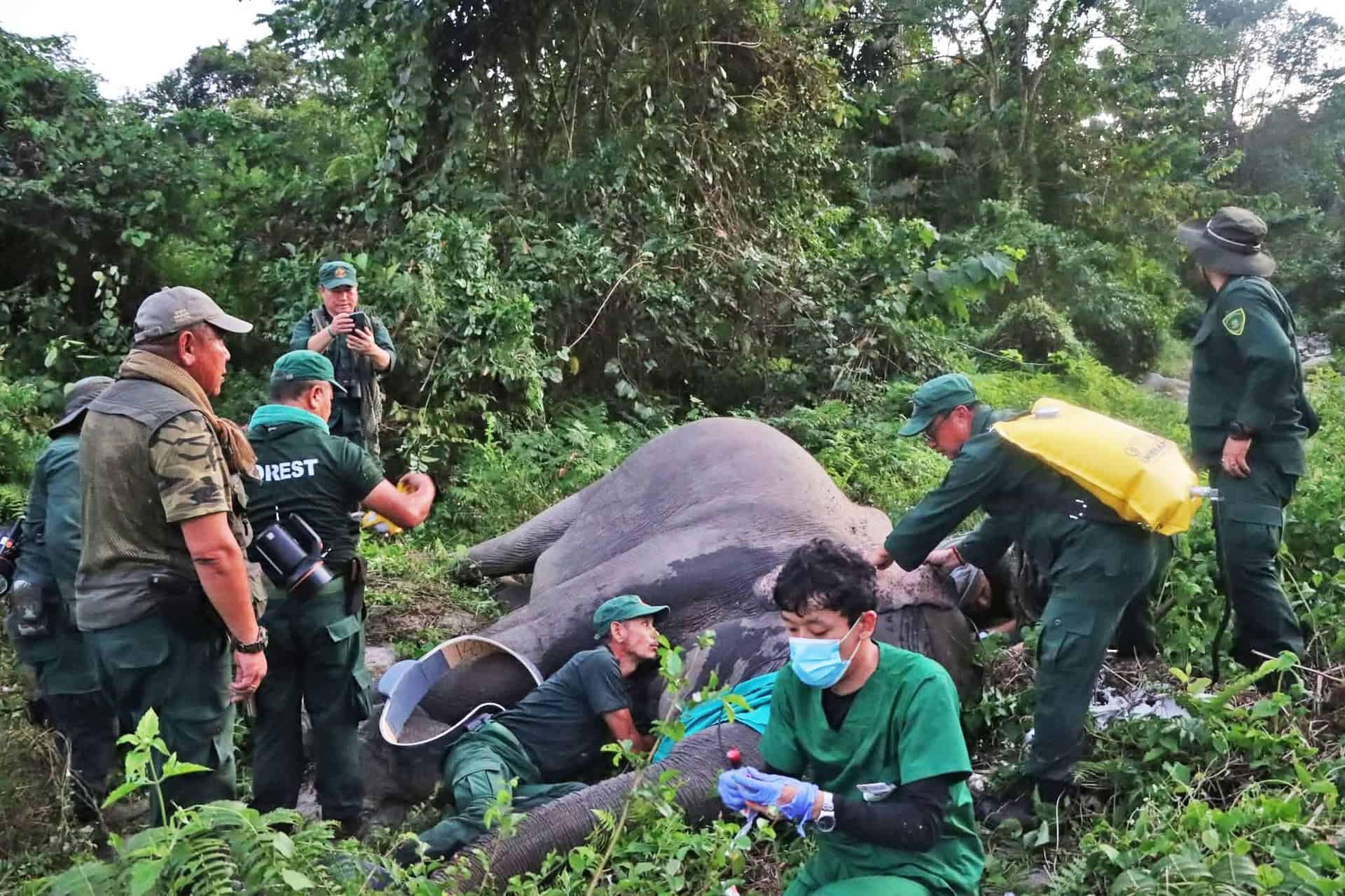Elephants Adapt, Intensifying Wildlife Conflicts