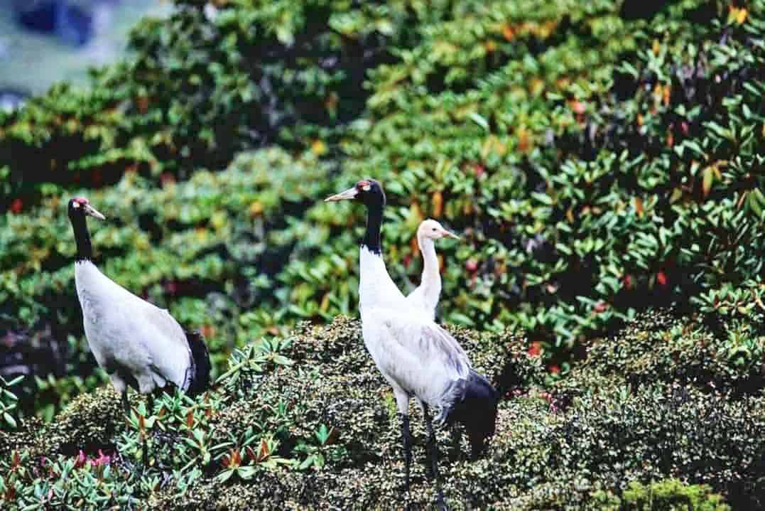 Haa Wetlands: New Breeding Haven for Cranes