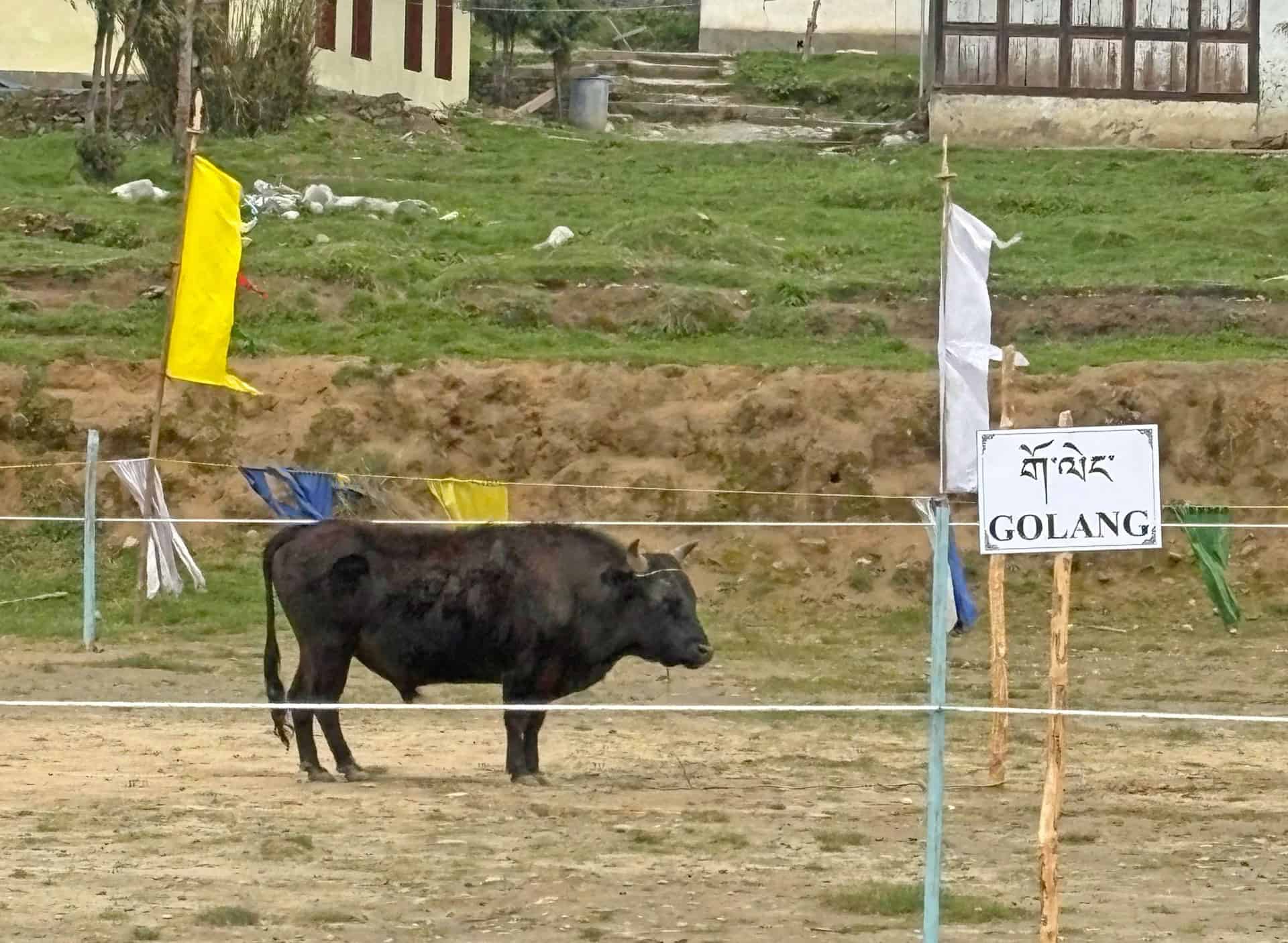 Goleng Decline Threatens Brokpa Livelihoods