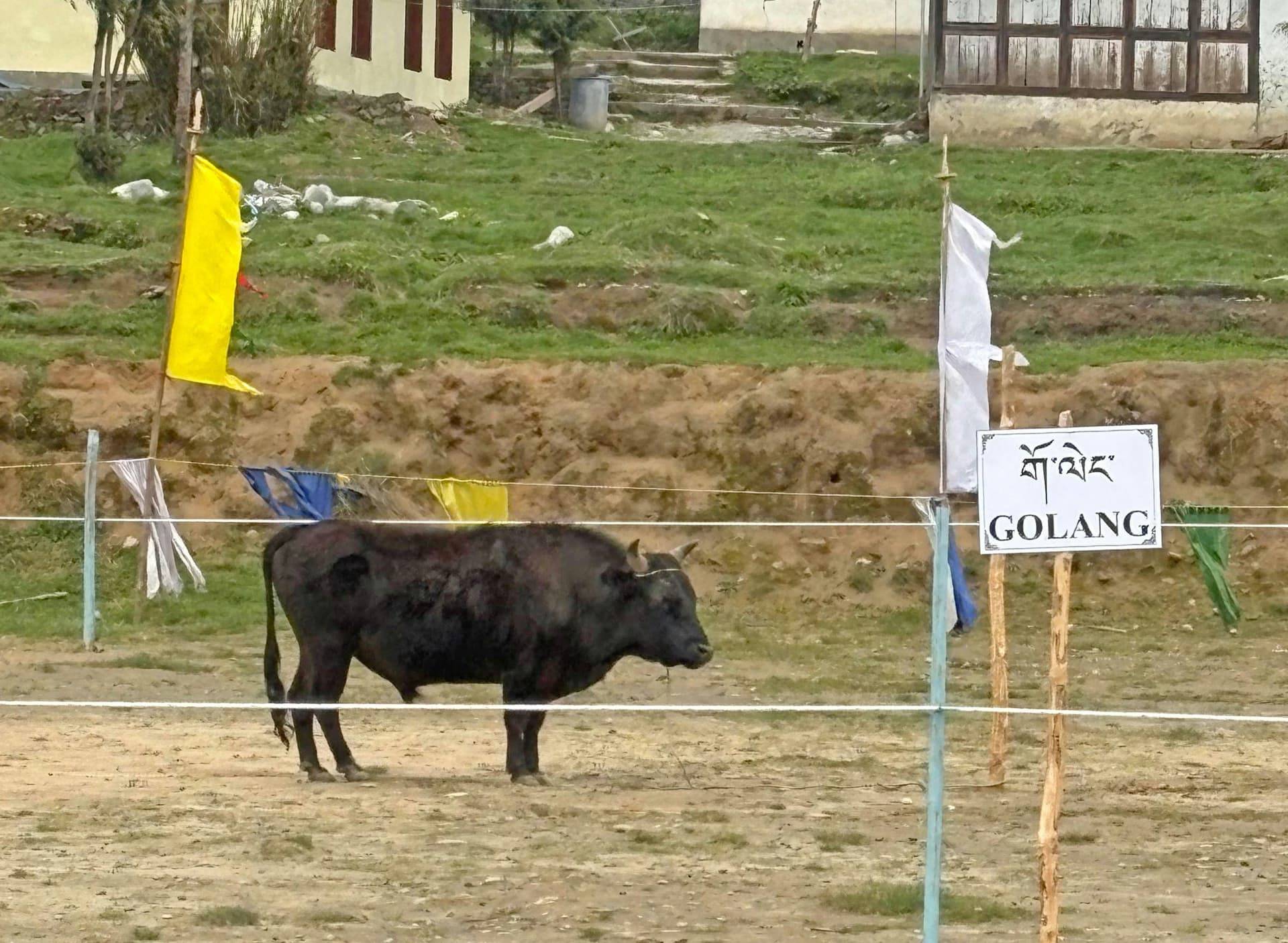 Goleng Decline Threatens Brokpa Livelihoods