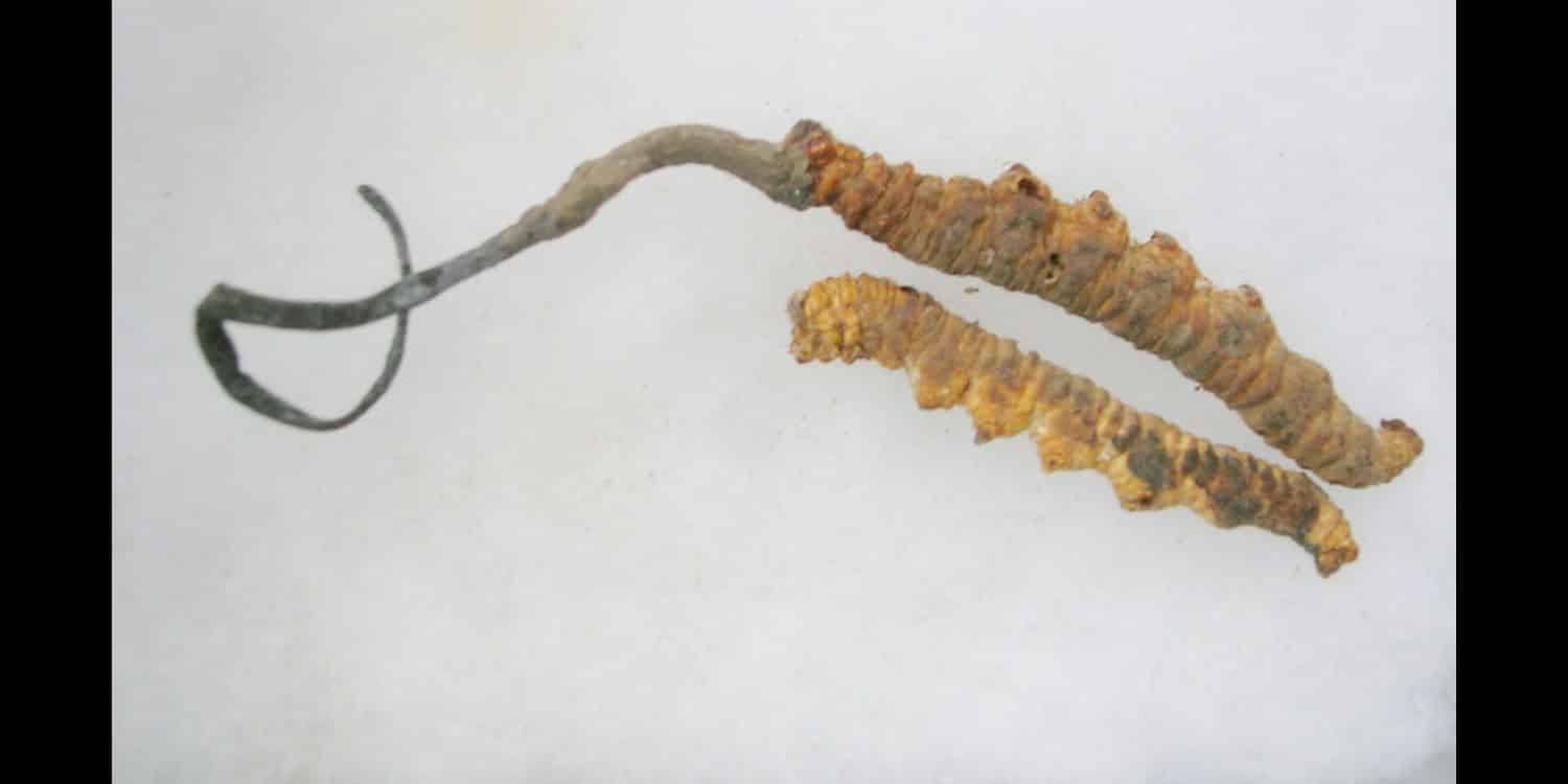 New Cordyceps Discovery: Bhutan's Fungus Economy at Risk?