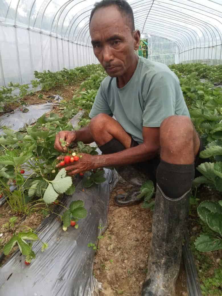 Small-Scale Strawberry Farm Reaps Big Rewards
