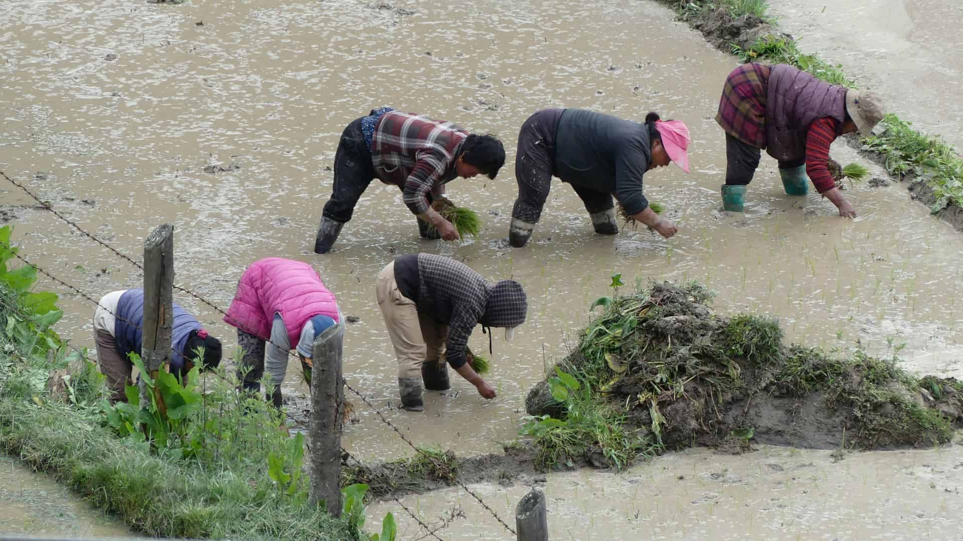 Bhutan's Vision: USD 80M AgriSustain Fund Launch