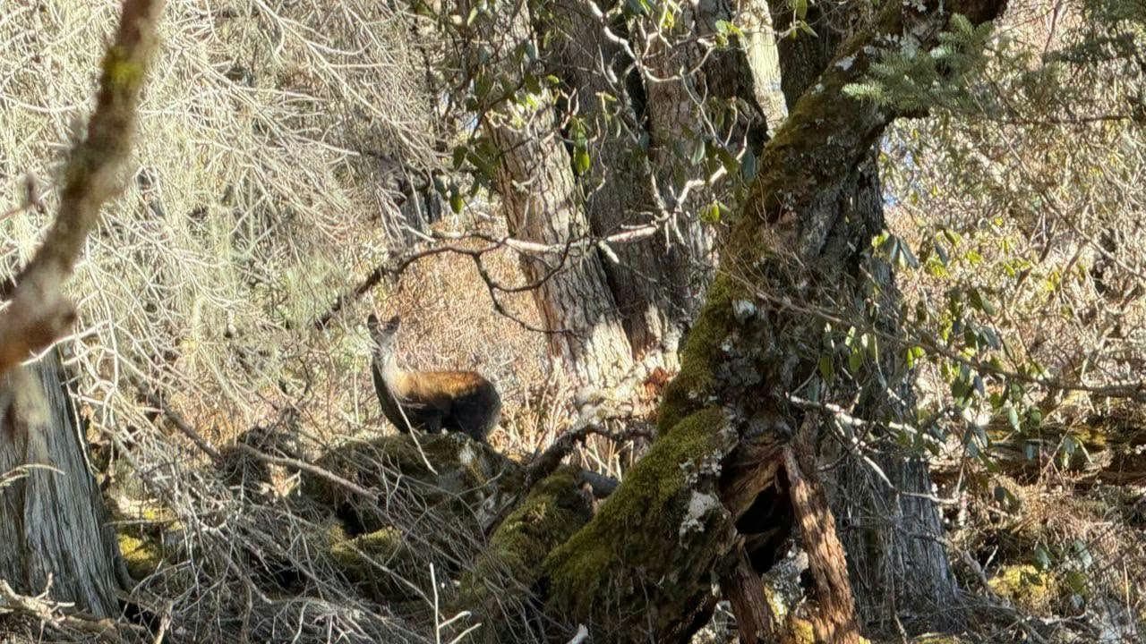 Musk Deer Survey in Bhutan: A Conservation Milestone
