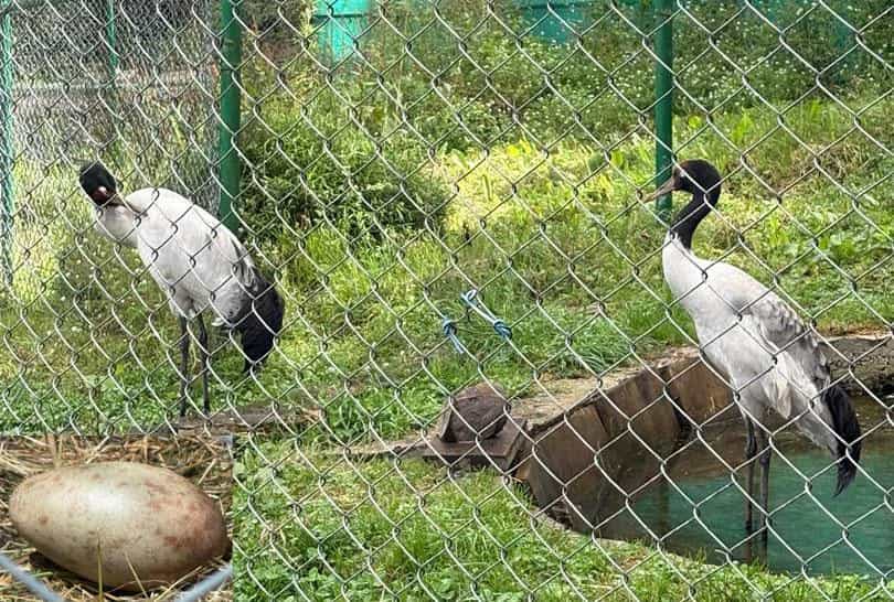 Crane Egg Nears Hatching: A Conservation Milestone