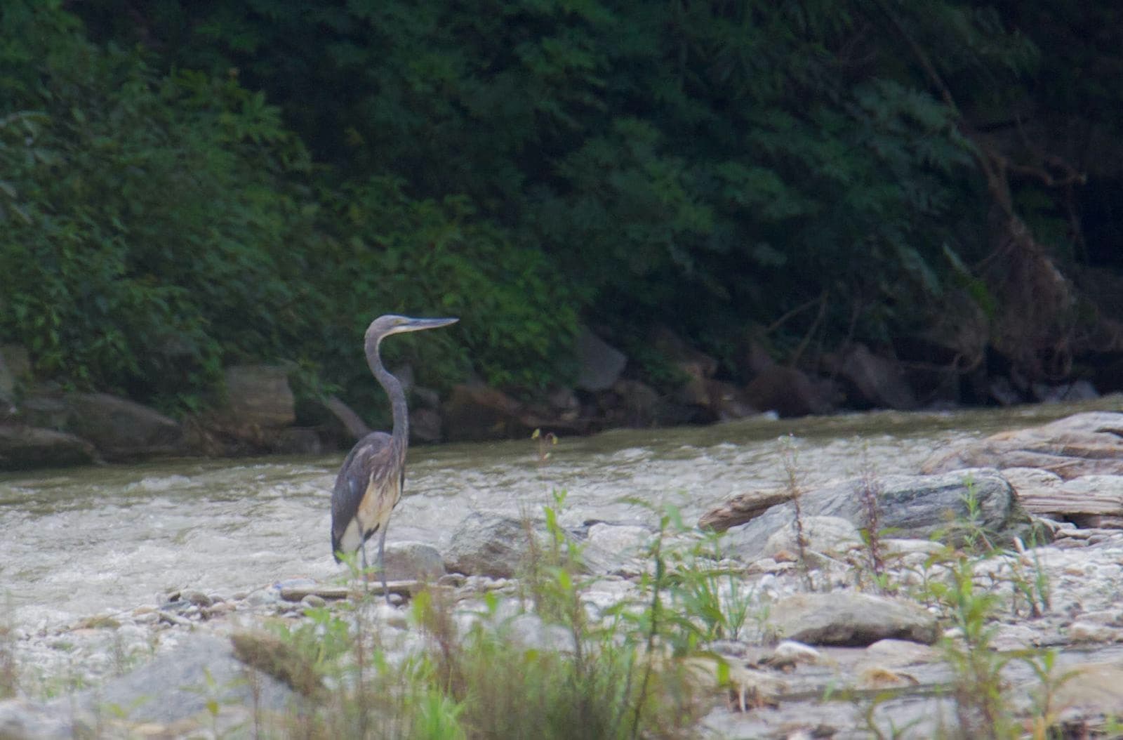 Sangbaykha's Historic WBH Sighting