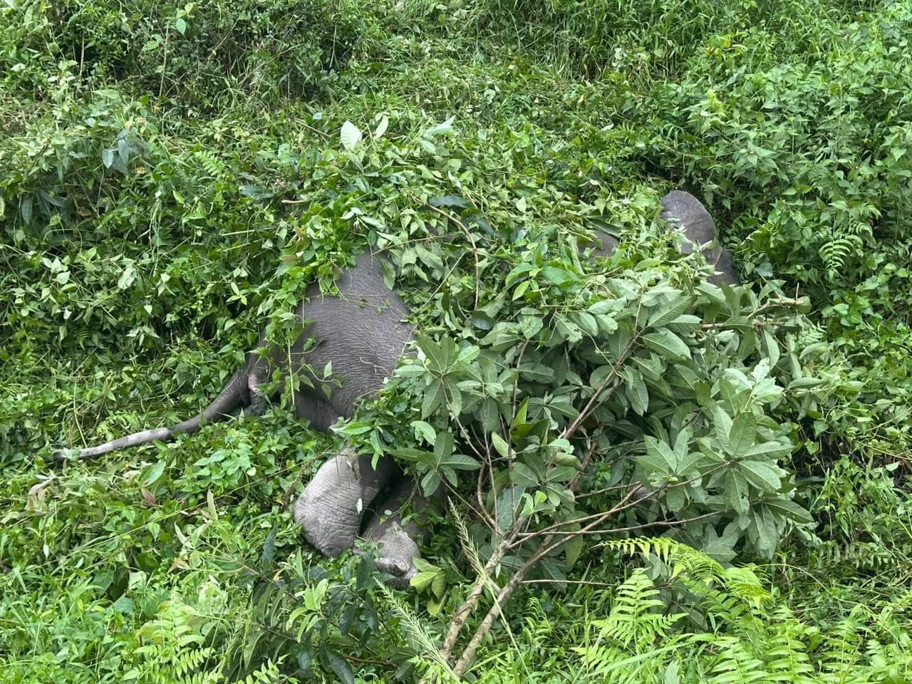 Young Wild Elephant's Natural Passing
