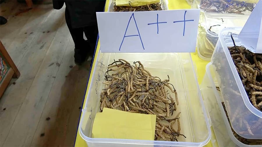 Bumthang Cordyceps Auction Faces Low Bid Challenges