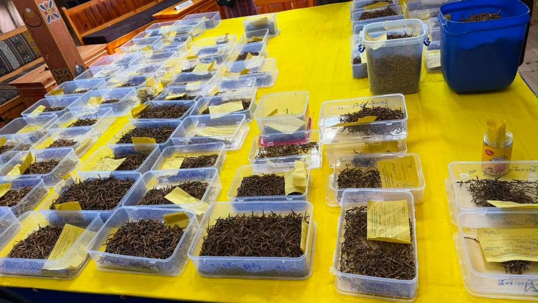 Cordyceps Auction: Half Withdrawn on Opening Day