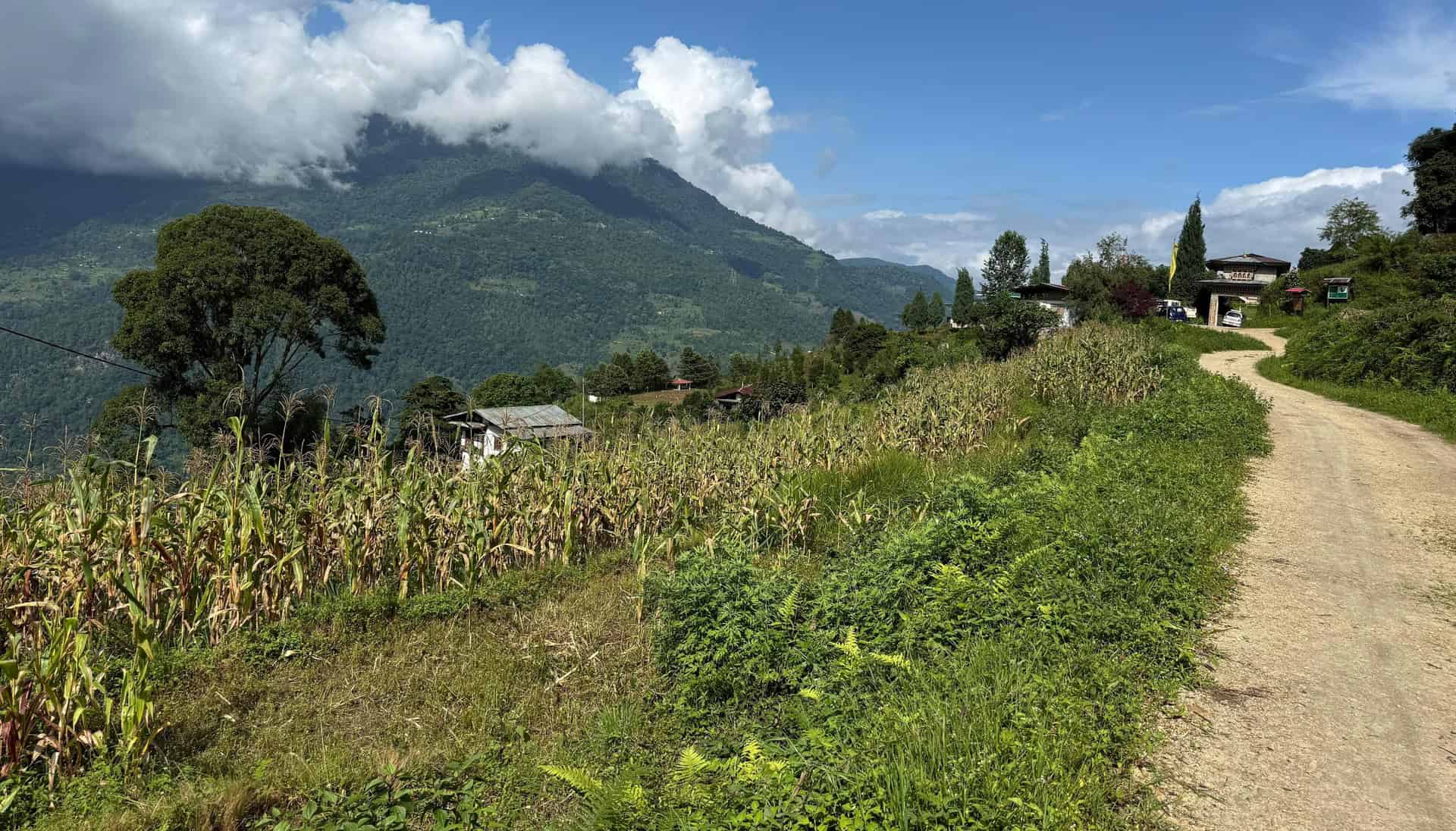 Farmers Battle Water Shortages for Paddy Transplantation