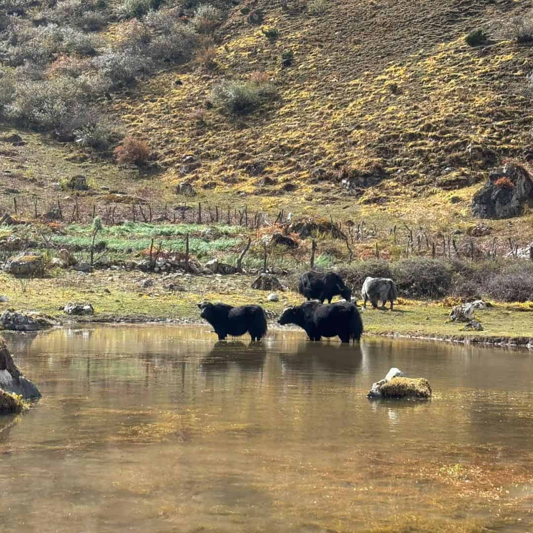 Yak Herds Sustain Bhutanese Highlands