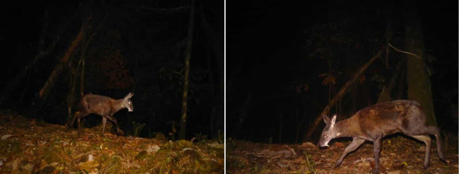 Tsirang's Historic Discovery: First Photos of Himalayan Musk Deer