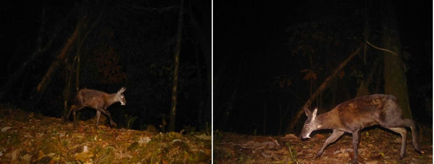 Tsirang's Historic Discovery: First Photos of Himalayan Musk Deer