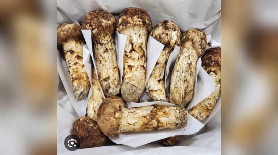 Matsutake Mushroom Boom Transforms Genye's Rural Economy