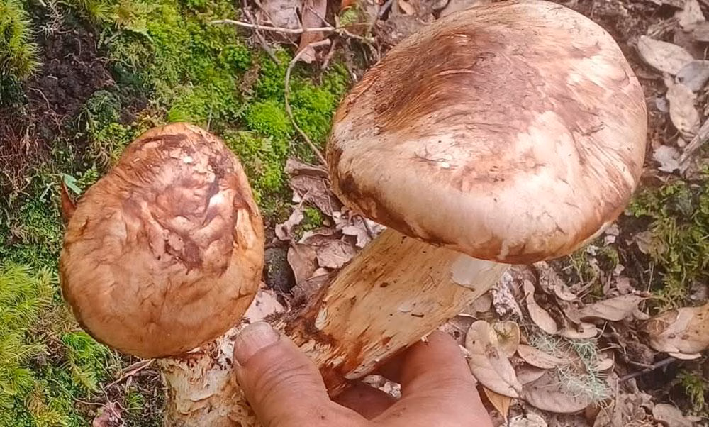 Sangay Shamu Foraging: Bhutan's Precious Matsutake Economy