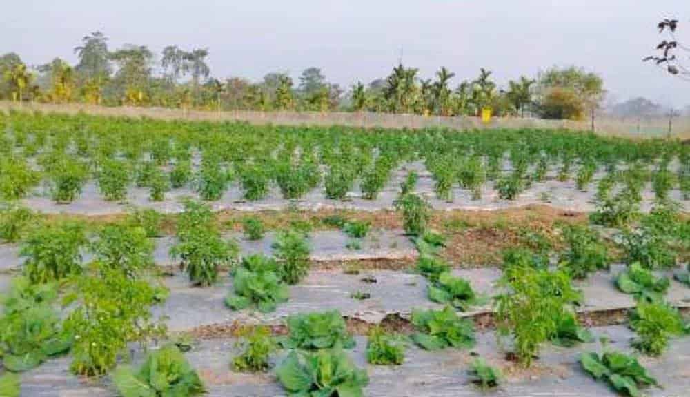 Four Districts Focus on Three Key Commodities